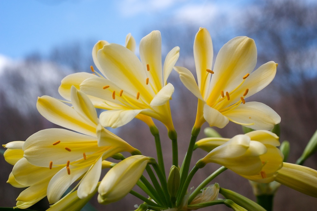 beautiful-easter-flowers